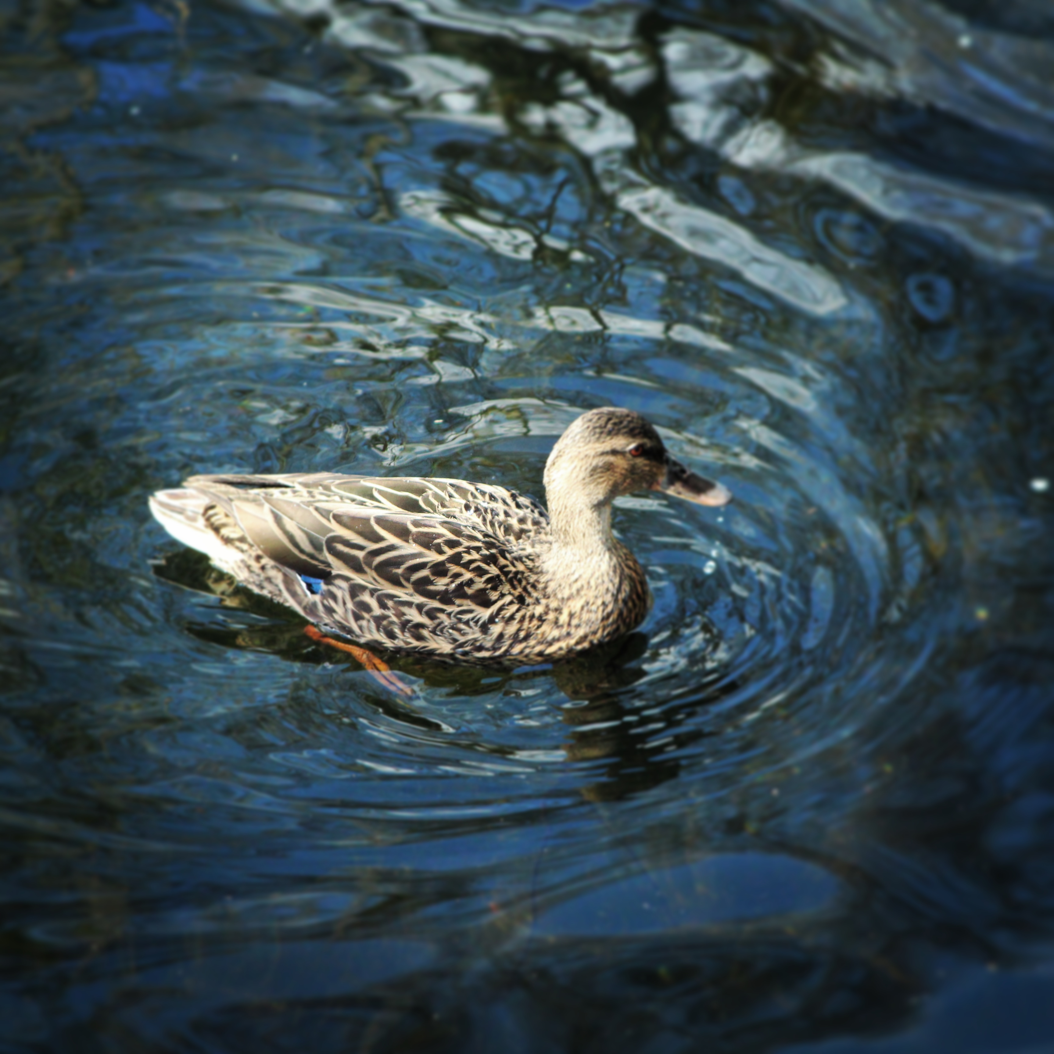 a lonely duck pond