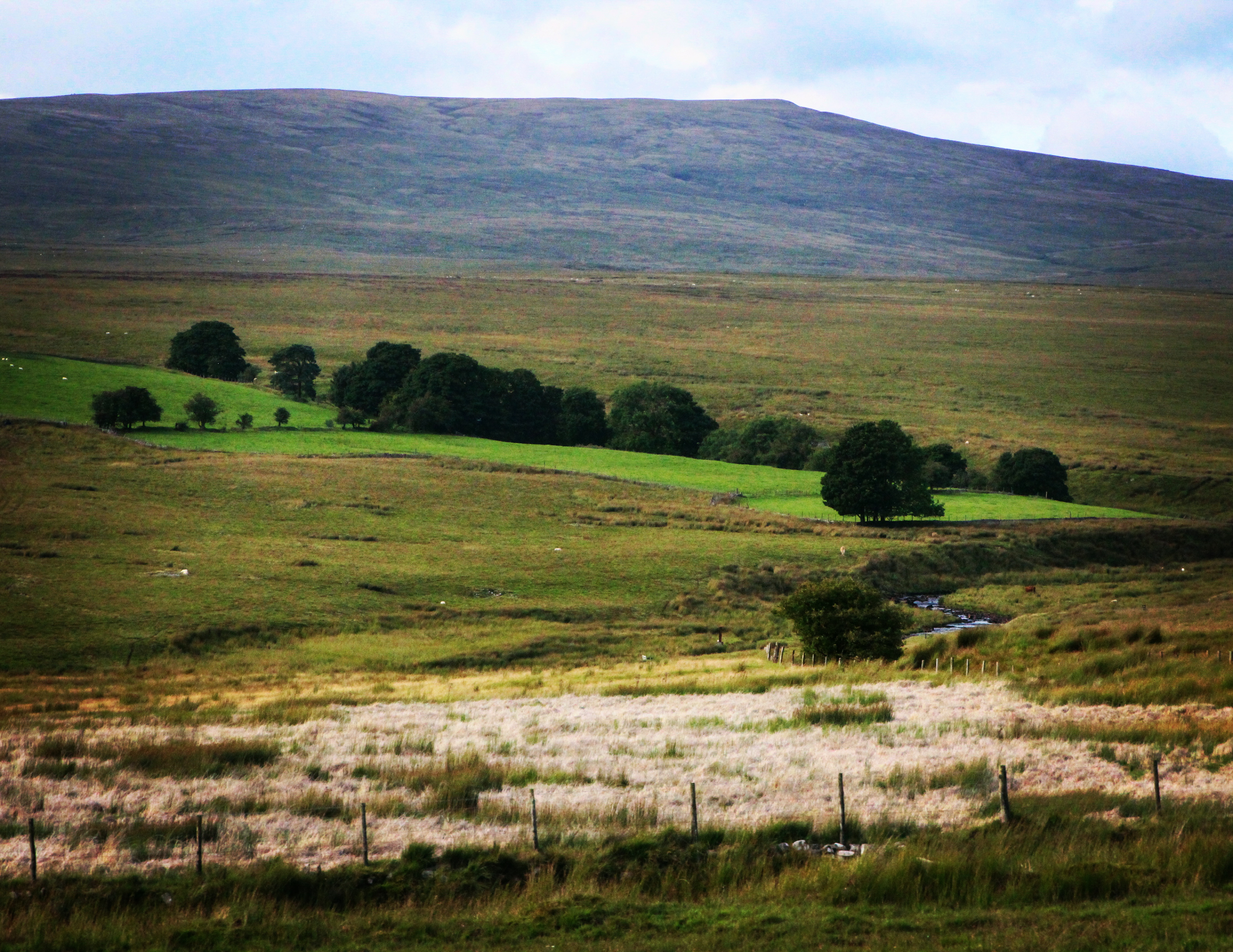 a field