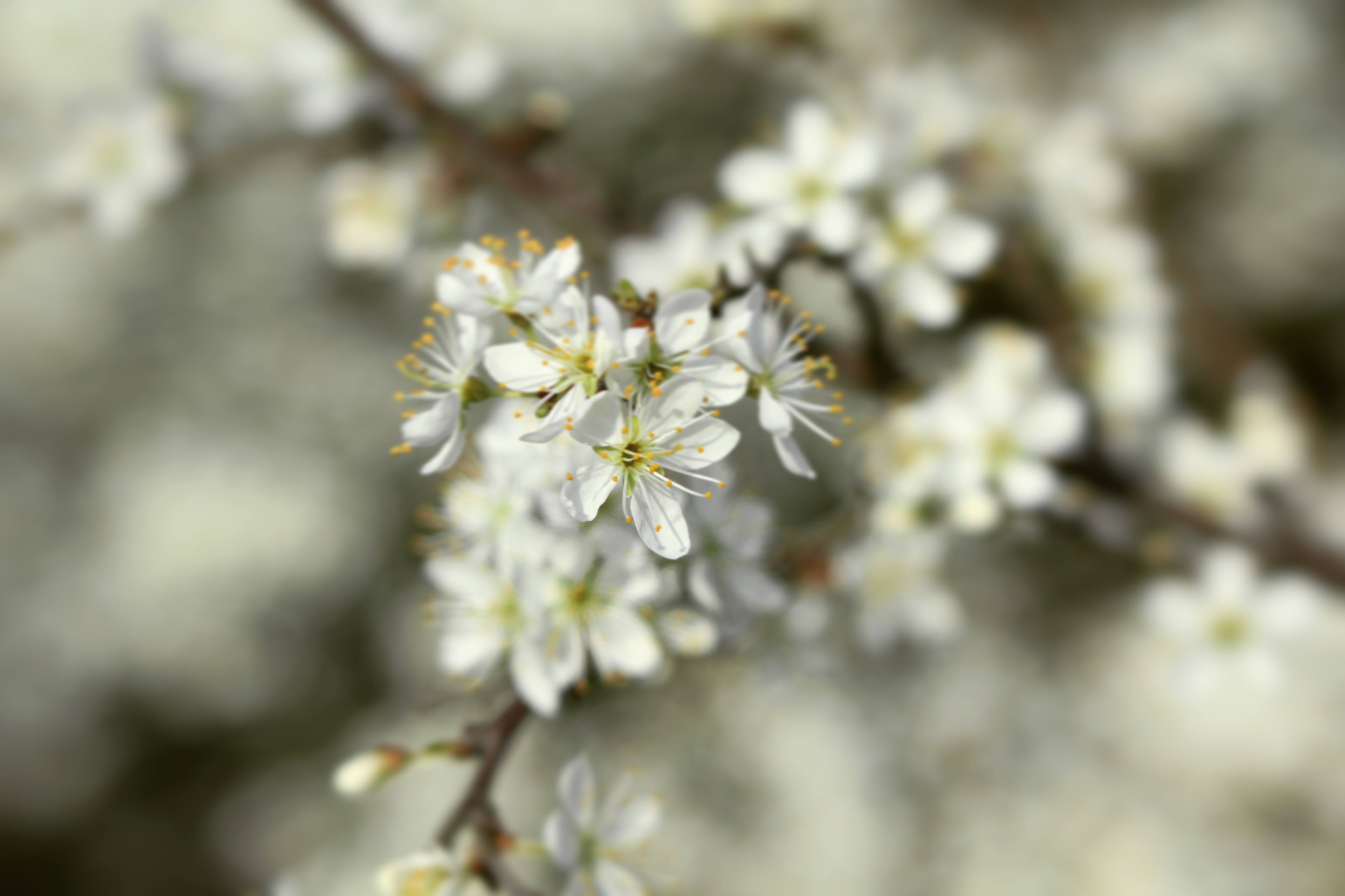 detailed flower