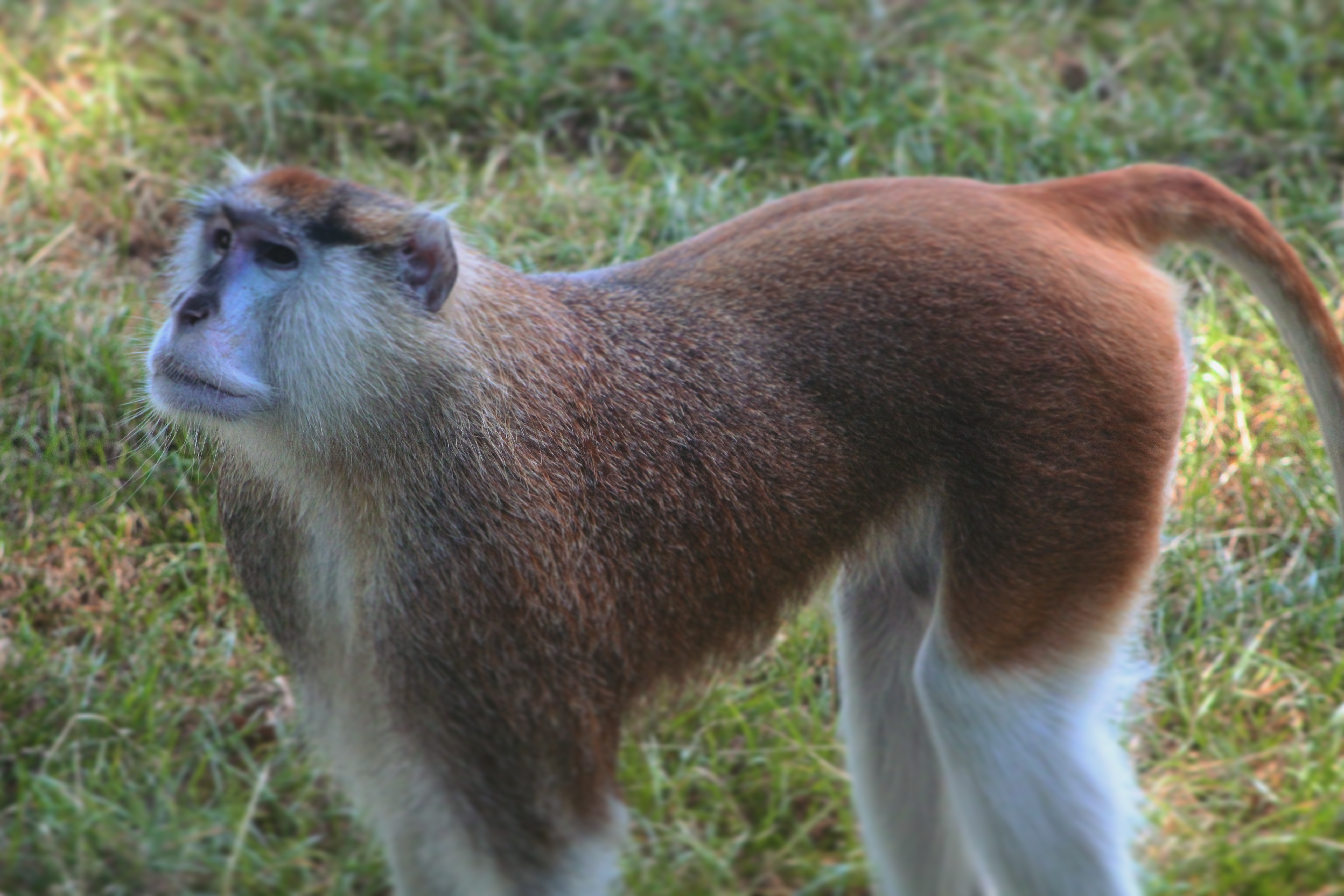 an alert monkey