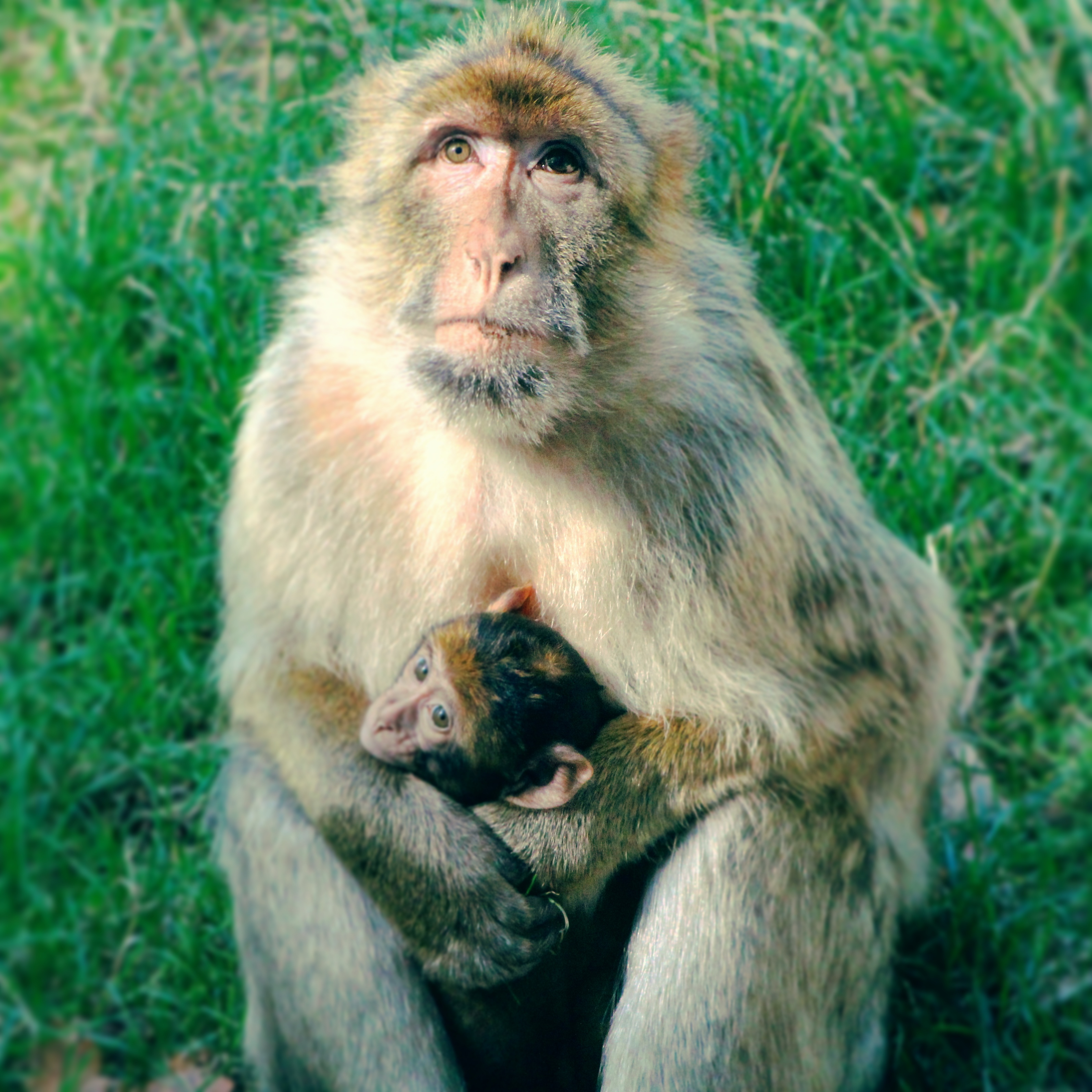 a motherly monkey embracing it's offspring