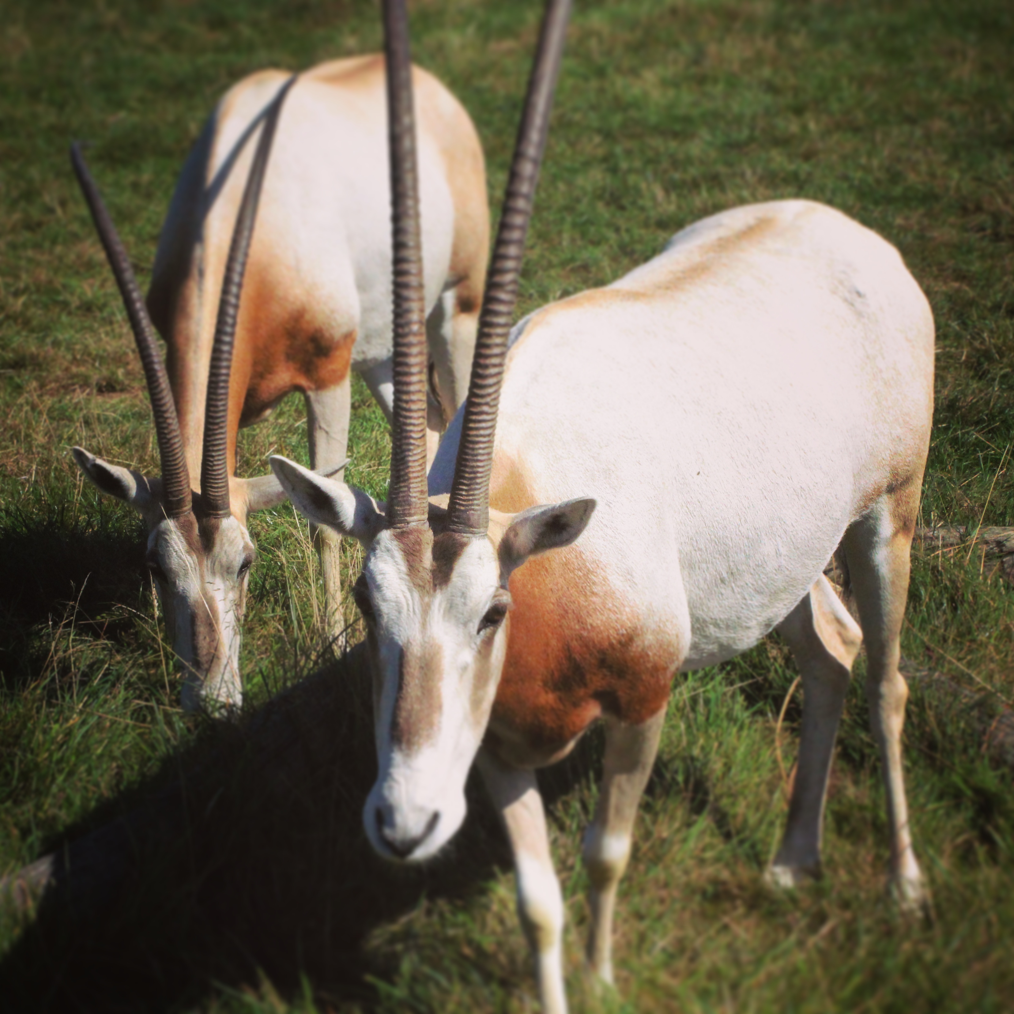 two curious goats