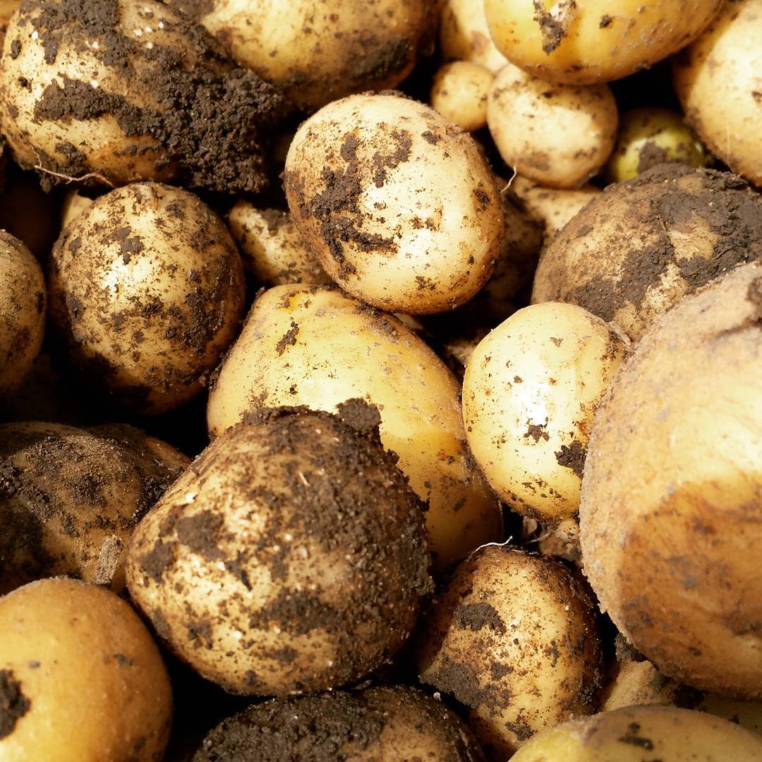 a pile of potatoes